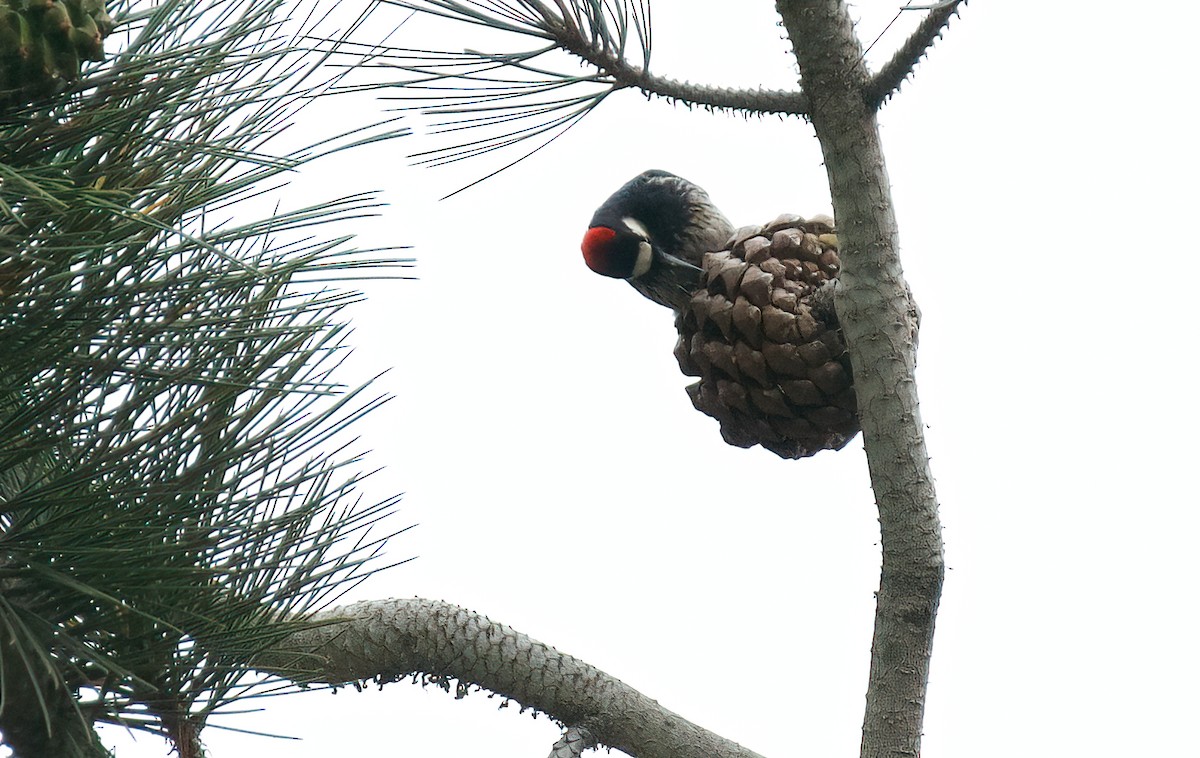 Acorn Woodpecker - ML592608521