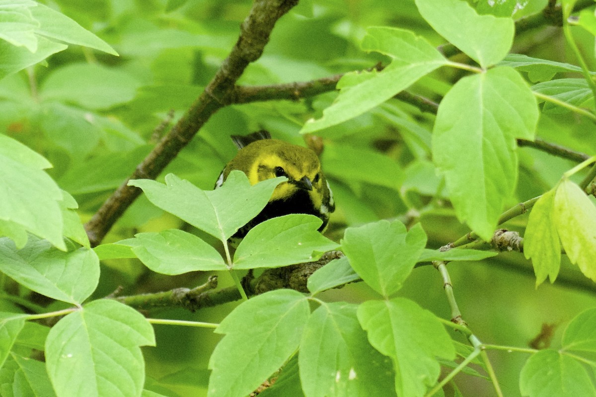 Black-throated Green Warbler - ML59260991