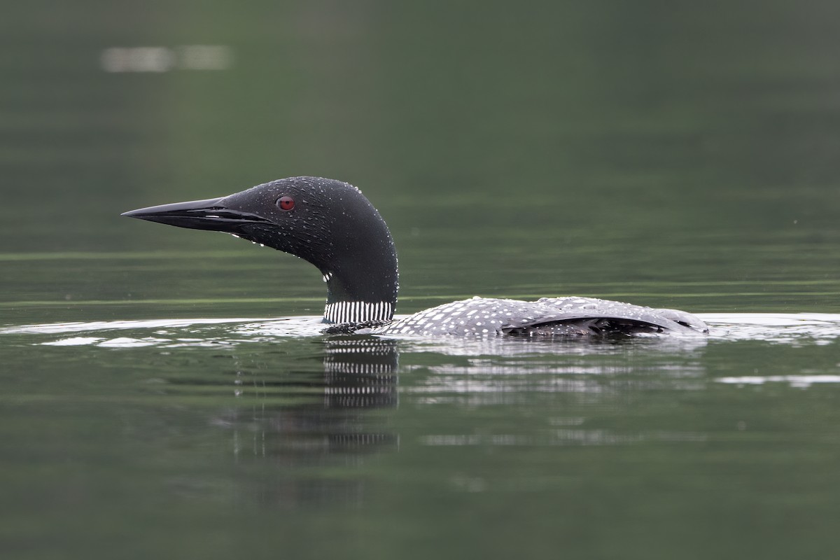 Common Loon - ML592612631