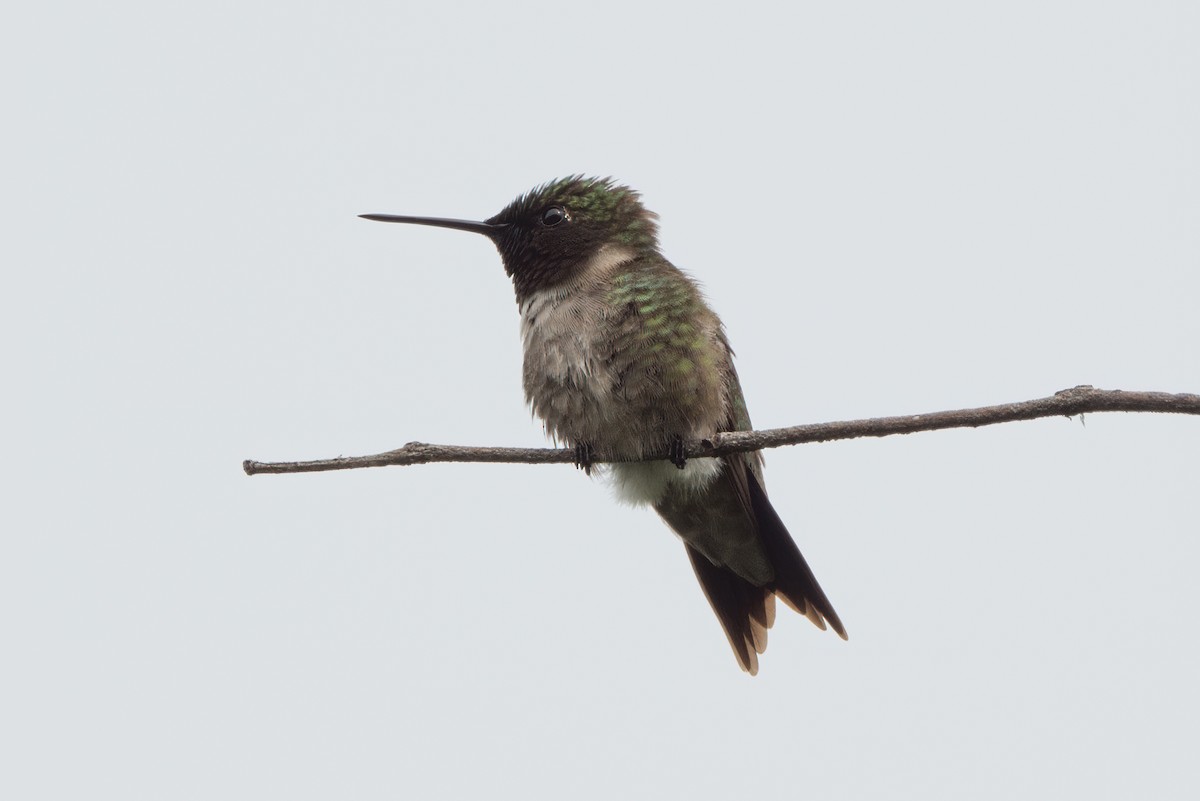 Ruby-throated Hummingbird - ML592613091