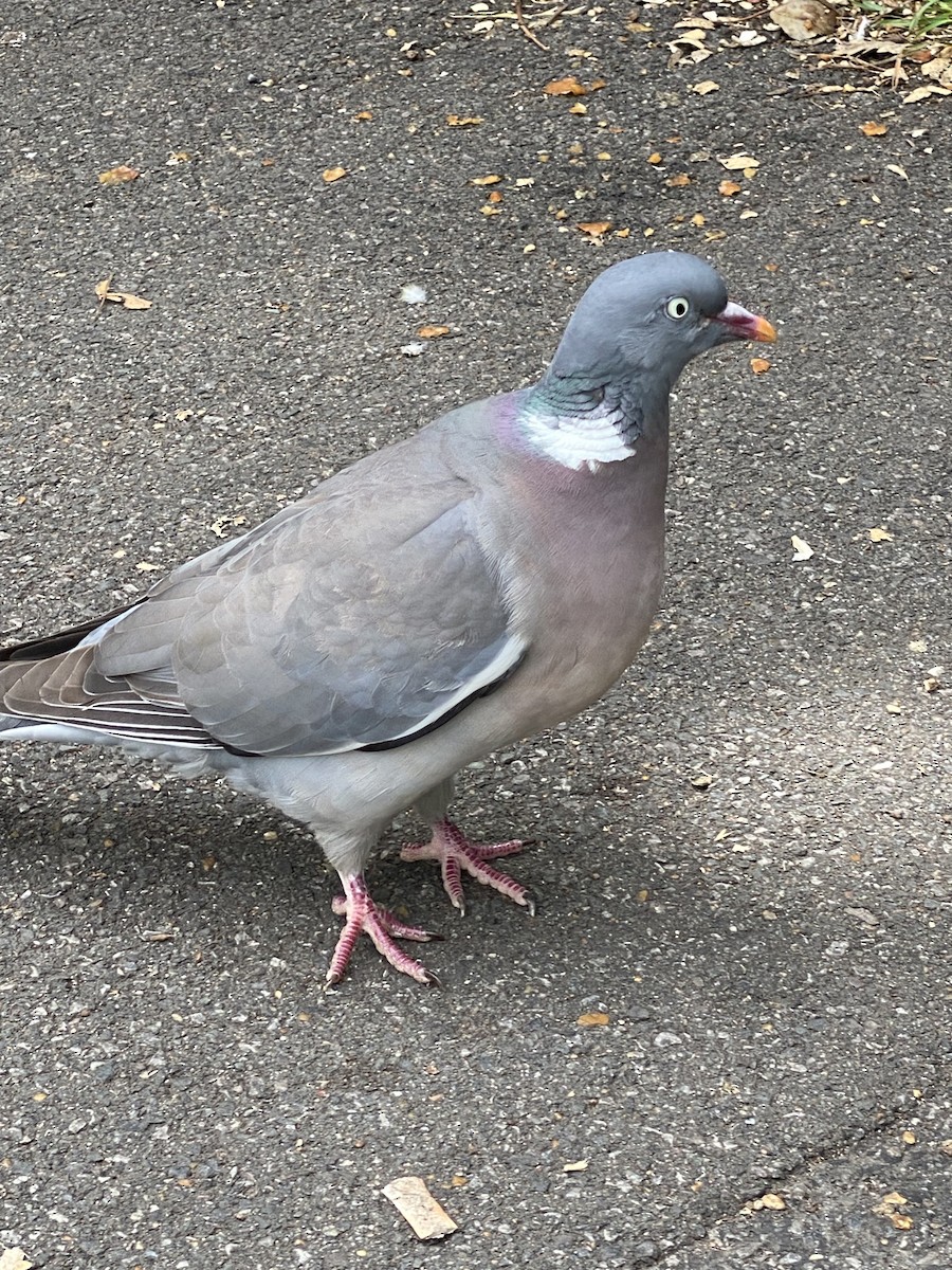 Common Wood-Pigeon - ML592613231
