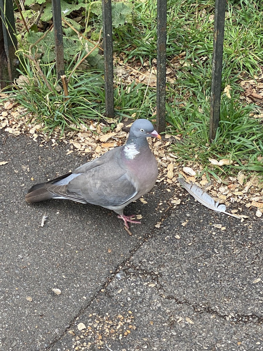 Common Wood-Pigeon - ML592613241