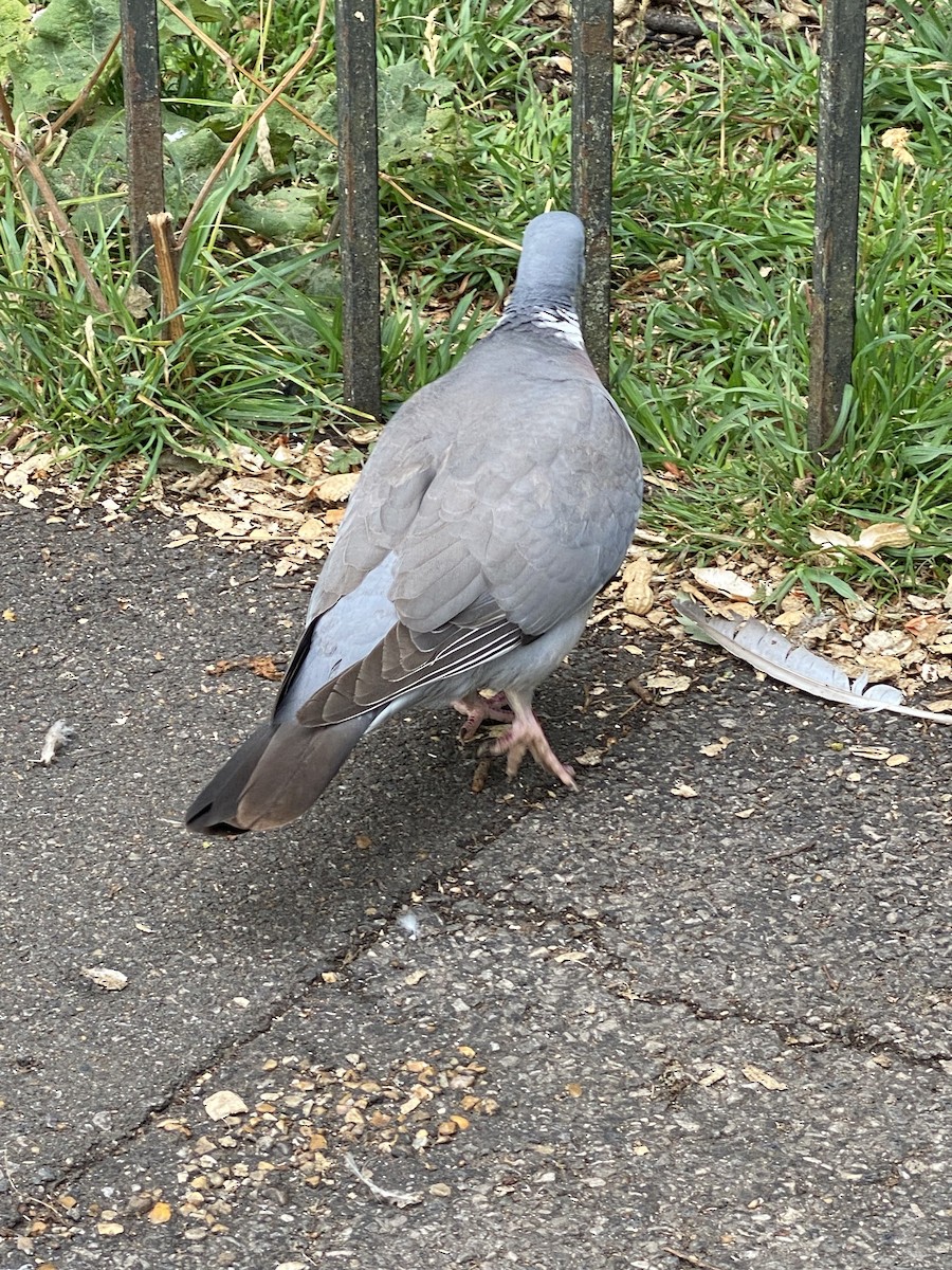 Common Wood-Pigeon - ML592613251