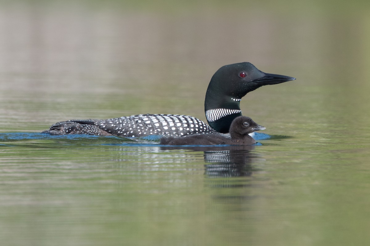 Common Loon - ML592613391