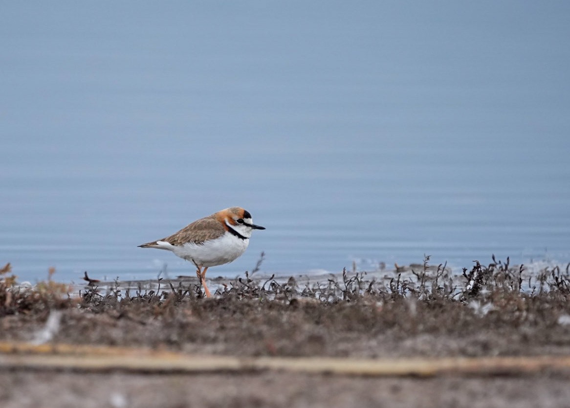 Collared Plover - ML592614811