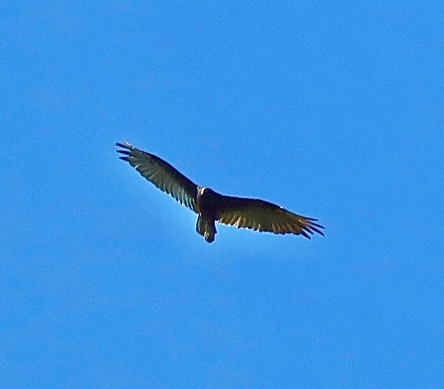 Turkey Vulture - ML592618961