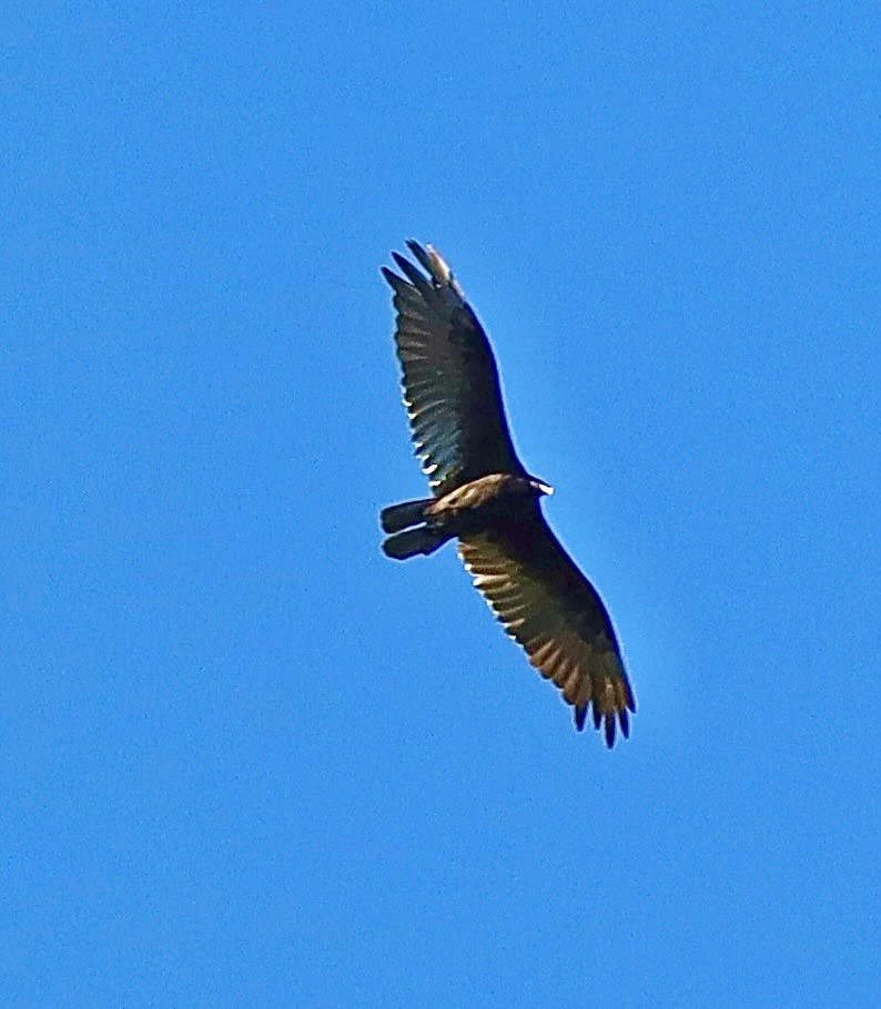 Turkey Vulture - ML592618981