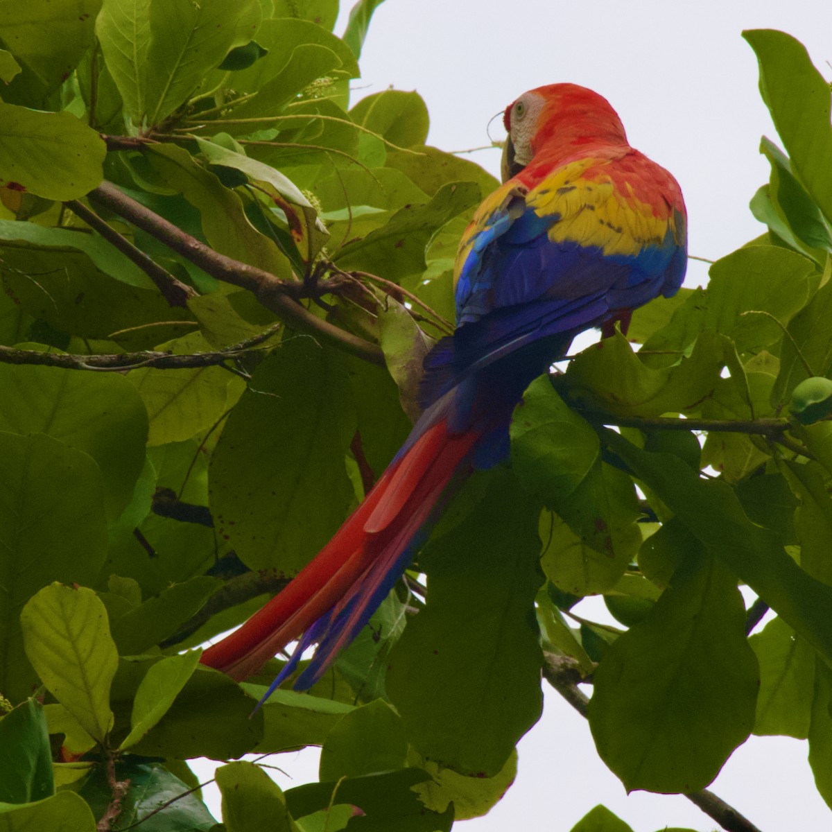 Scarlet Macaw - ML592619071
