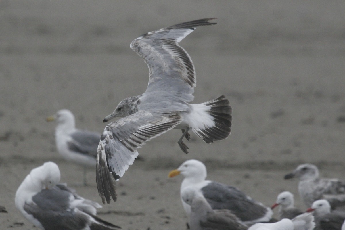 California Gull (albertaensis) - Peter Pyle
