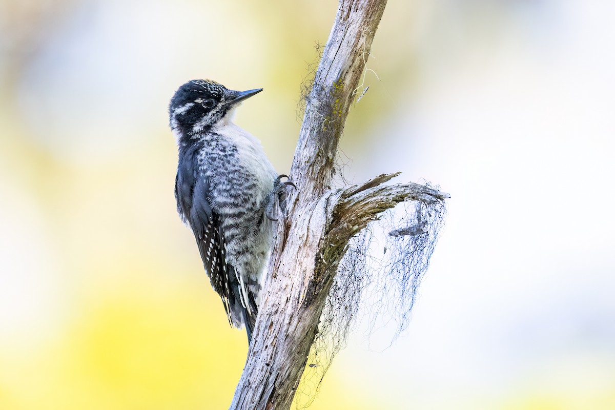 American Three-toed Woodpecker - Scott Vulstek