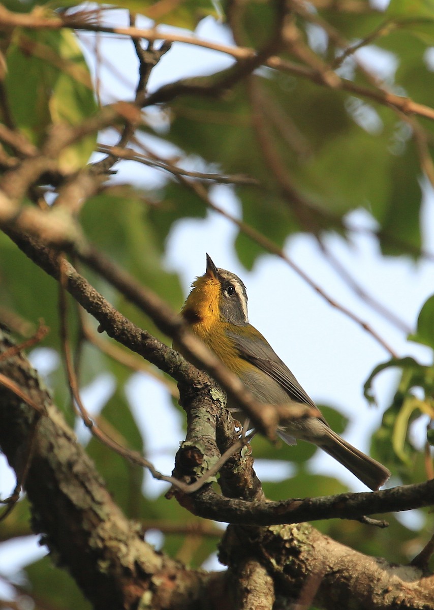 Crescent-chested Warbler - ML59262591
