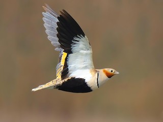  - Black-bellied Sandgrouse