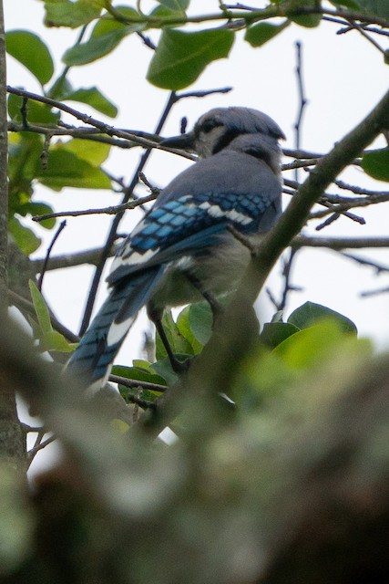 Blue Jay - Vermont eBird