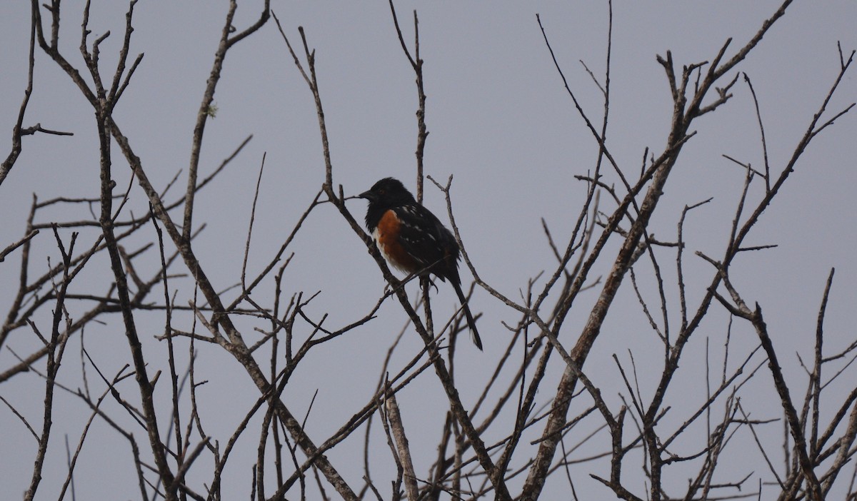 Spotted Towhee - ML592630371