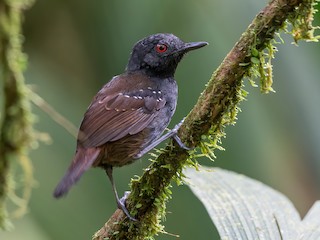  - Dull-mantled Antbird