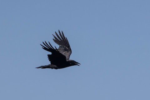 Golden Eagle vs Raven by Alex Lamoreaux