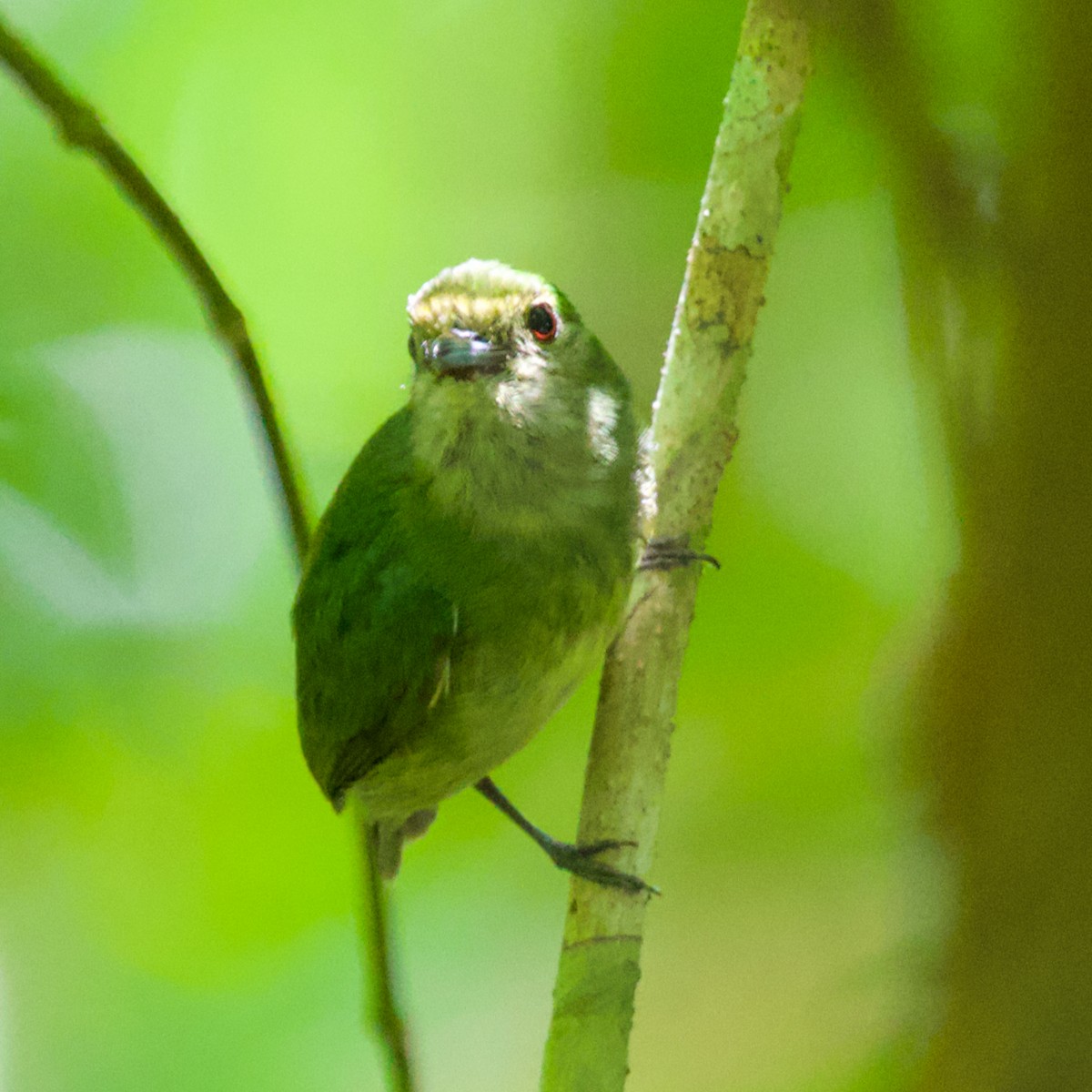 ML592636391 - Velvety Manakin - Macaulay Library