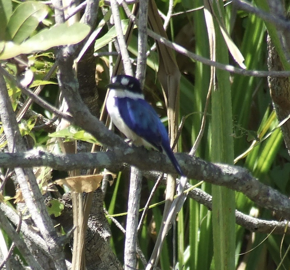 Forest Kingfisher - ML592636561