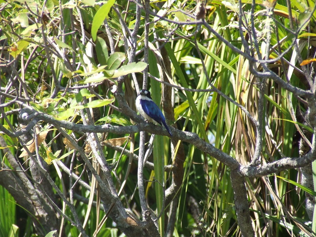 Forest Kingfisher - ML592636581
