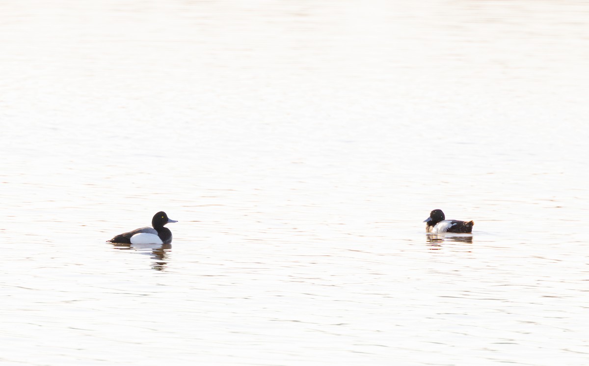 Greater Scaup - ML592637851