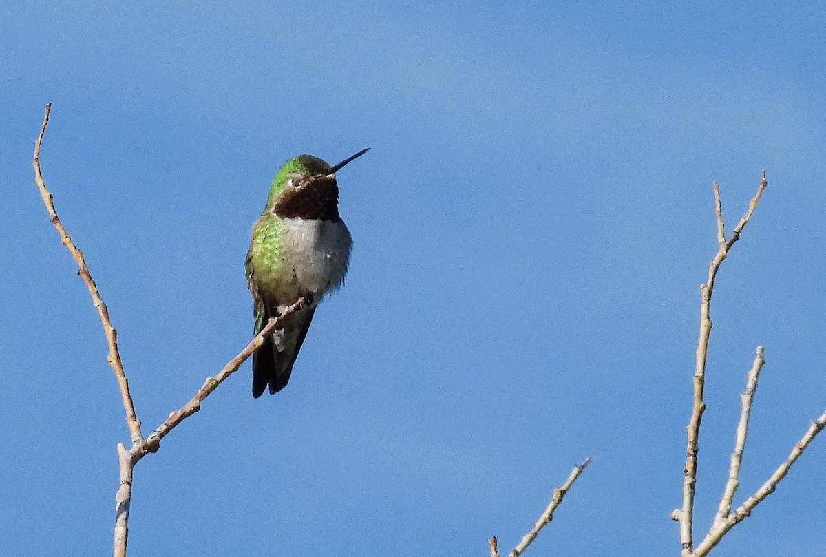 Broad-tailed Hummingbird - ML592639131