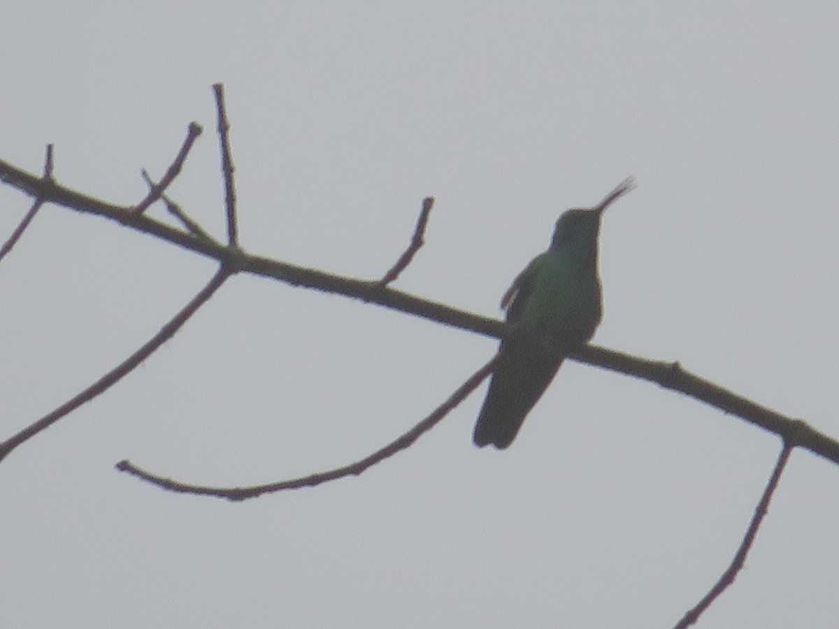 kolibřík modrolící - ML592640641