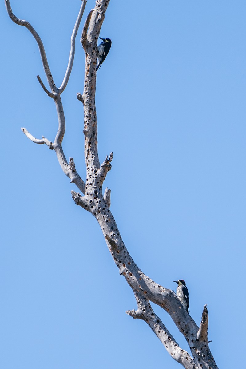 Acorn Woodpecker (Narrow-fronted) - ML592645591