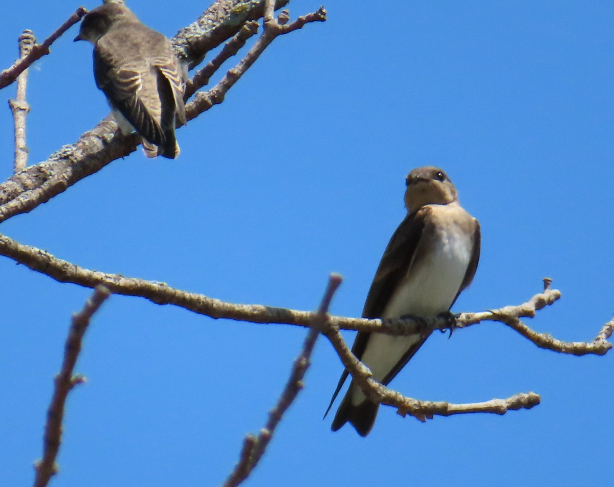 Northern Rough-winged Swallow - ML592648411