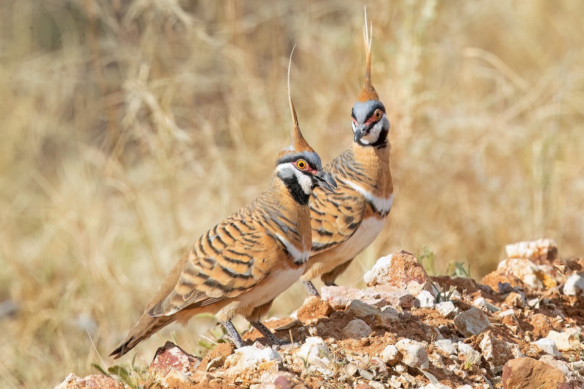 Spinifex Pigeon - ML592649231