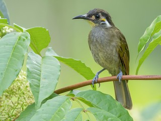  - Obscure Honeyeater