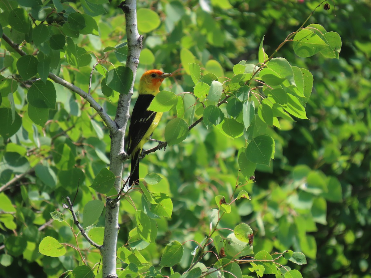 Western Tanager - ML592651701