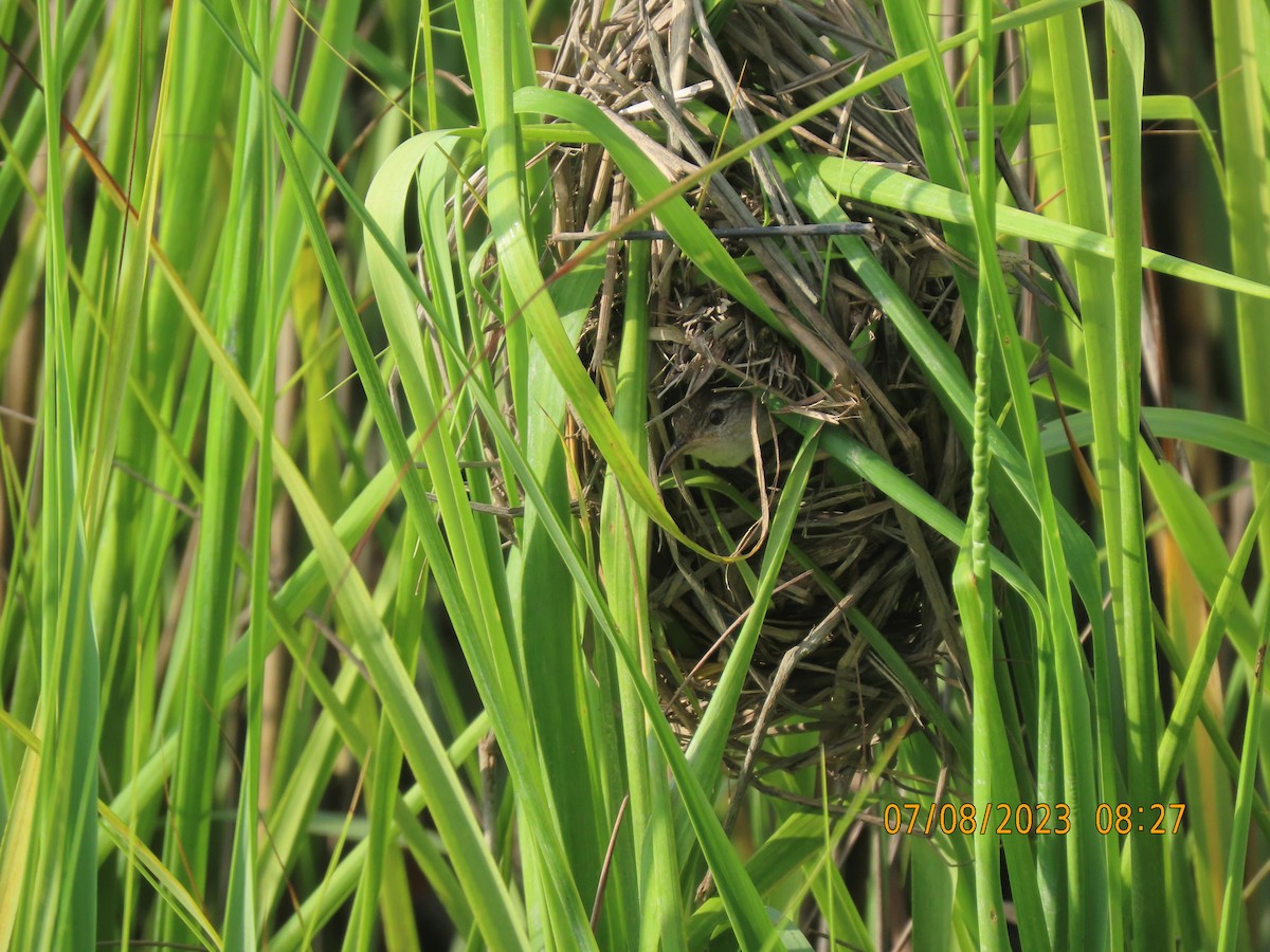 Marsh Wren (griseus) - ML592652531