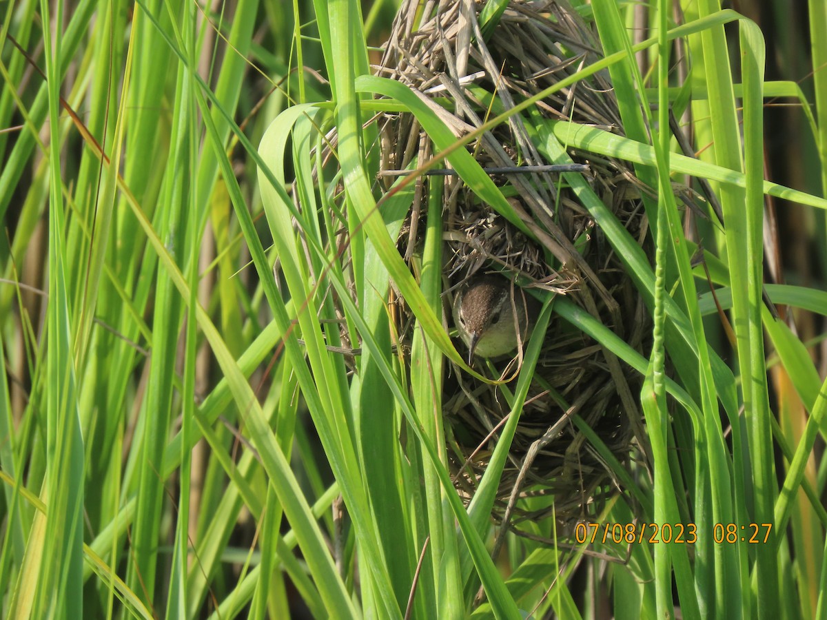 Marsh Wren (griseus) - ML592652541