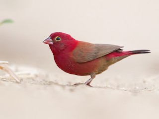  - Red-billed Firefinch