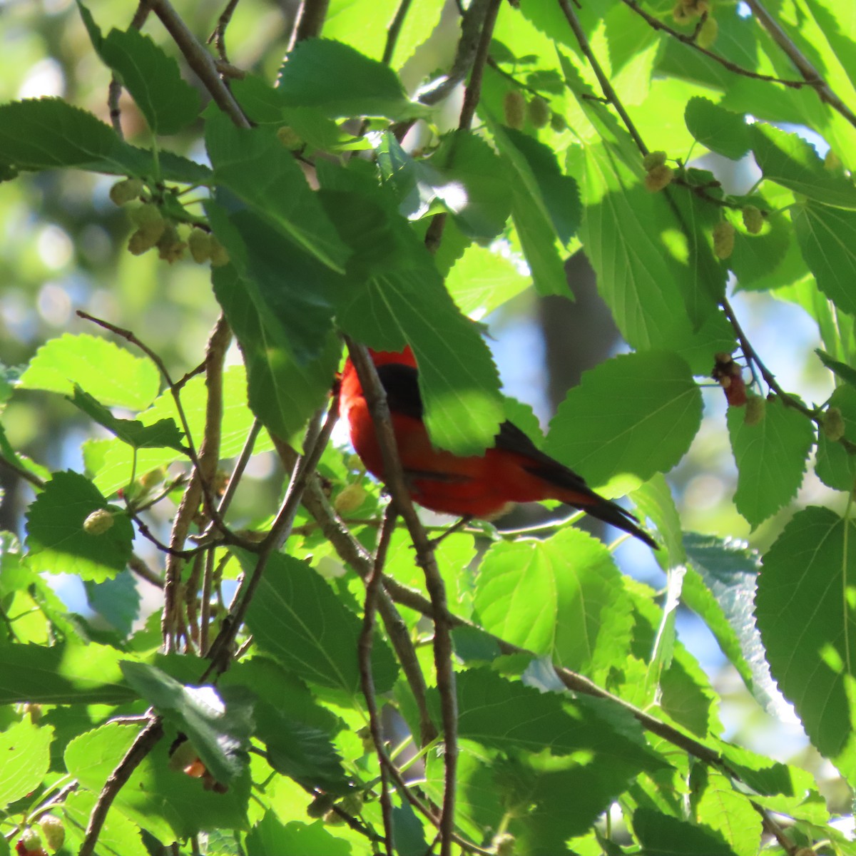 Scarlet Tanager - ML592655741