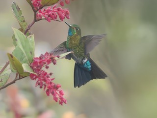  - Gorgeted Puffleg