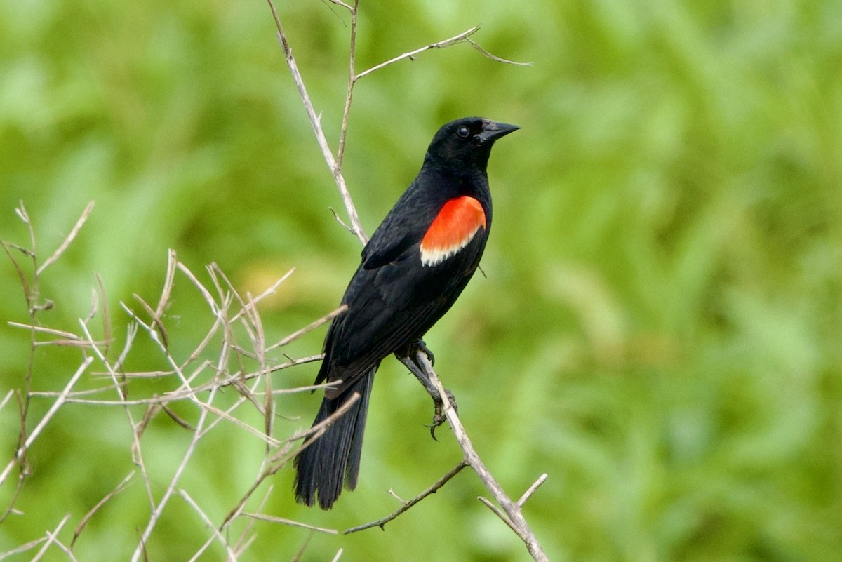 Red-winged Blackbird - ML592657051