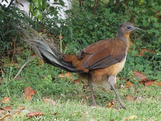 Albert's Lyrebird - Menura alberti - Birds of the World