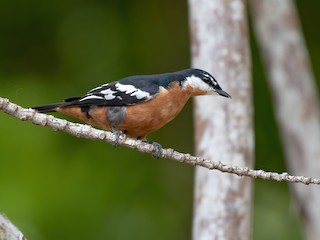  - Rufous-bellied Triller
