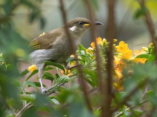  - Scrub Honeyeater