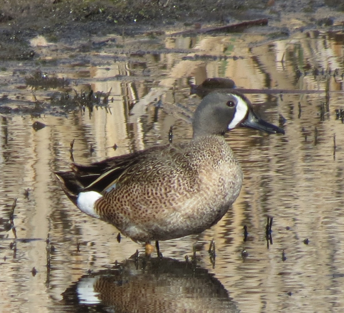 Blue-winged Teal - ML59266201