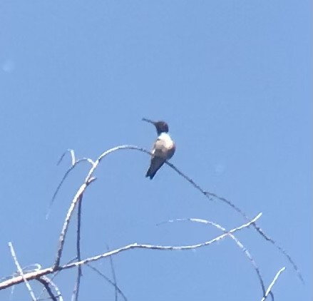 Black-chinned Hummingbird - ML592663371