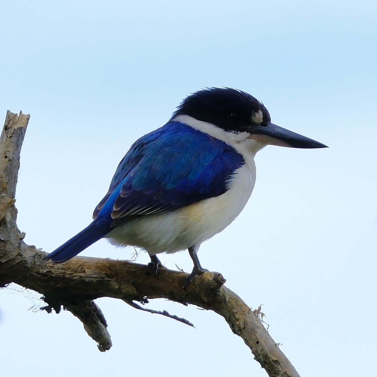 Forest Kingfisher - ML592668351