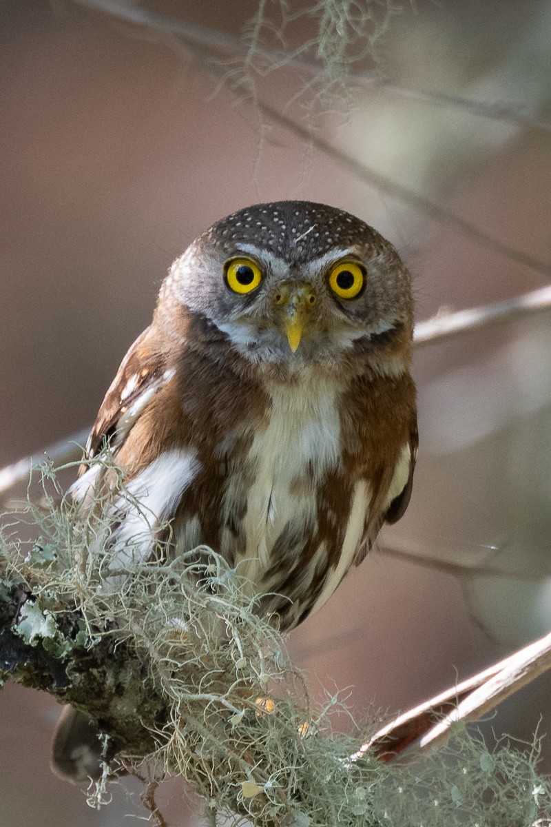 Tamaulipas Pygmy-Owl - ML592670491