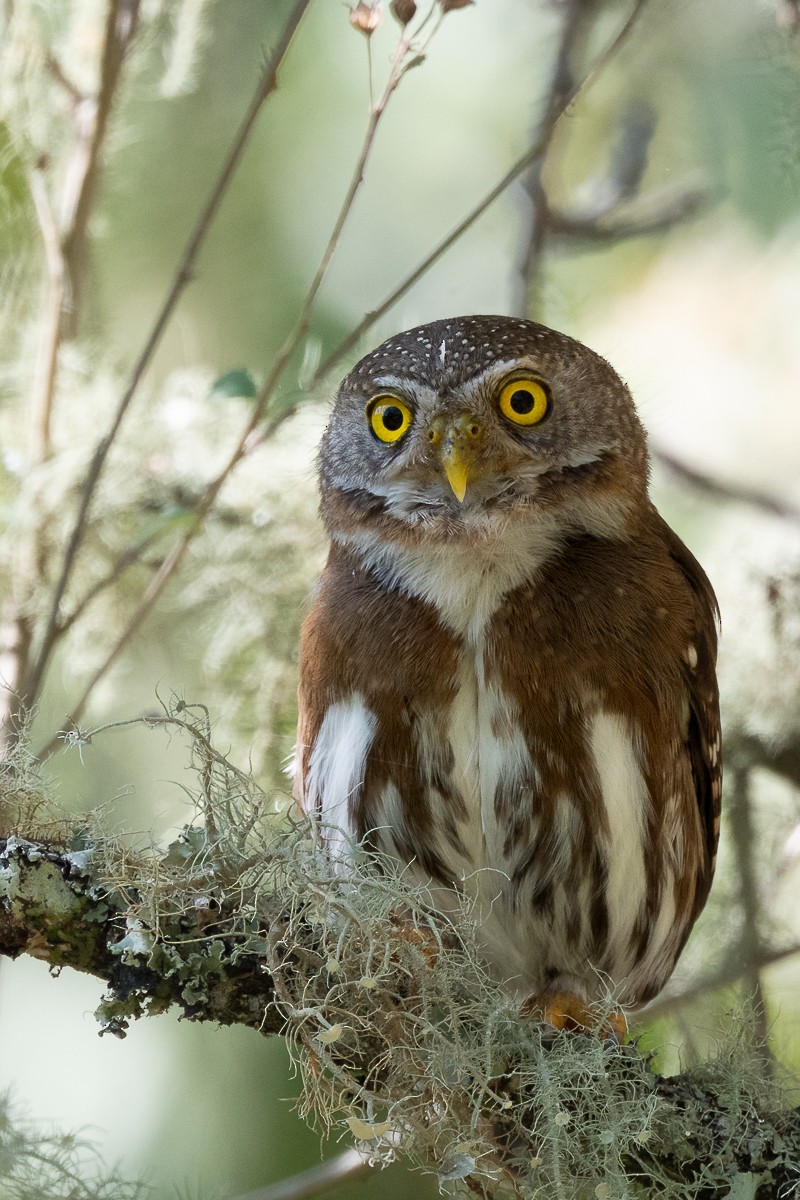 Tamaulipas Pygmy-Owl - ML592670501