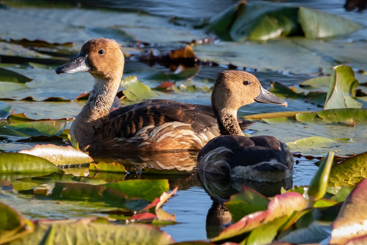 Ebird Colombia Checklist Jul Humedal Amalita Species Other Taxa