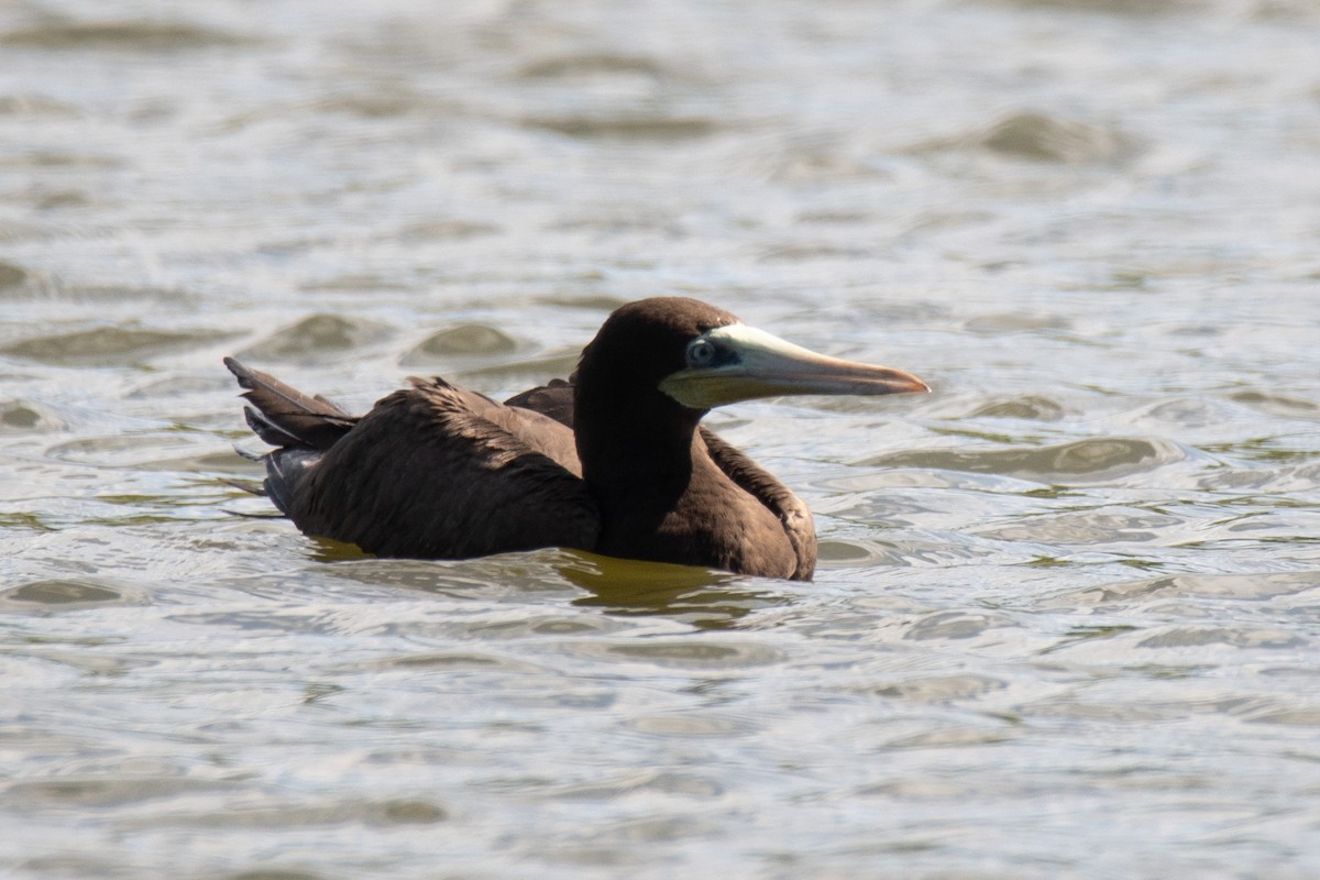 Brown Booby - ML592672541