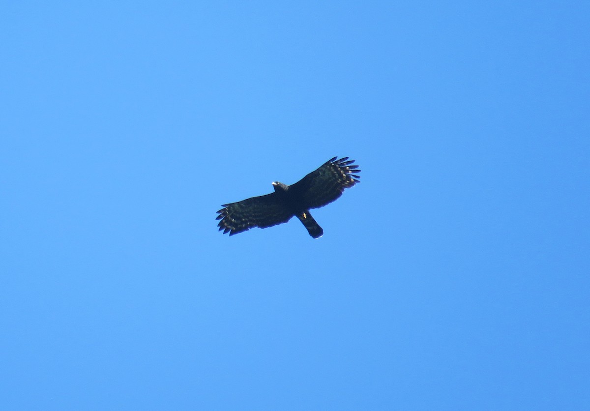 Black Hawk-Eagle - ML59267431