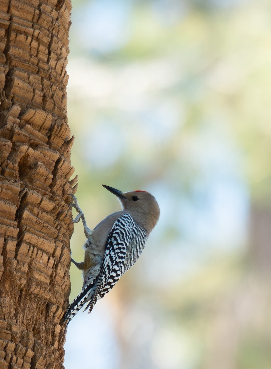 Gila Woodpecker - ML592676051