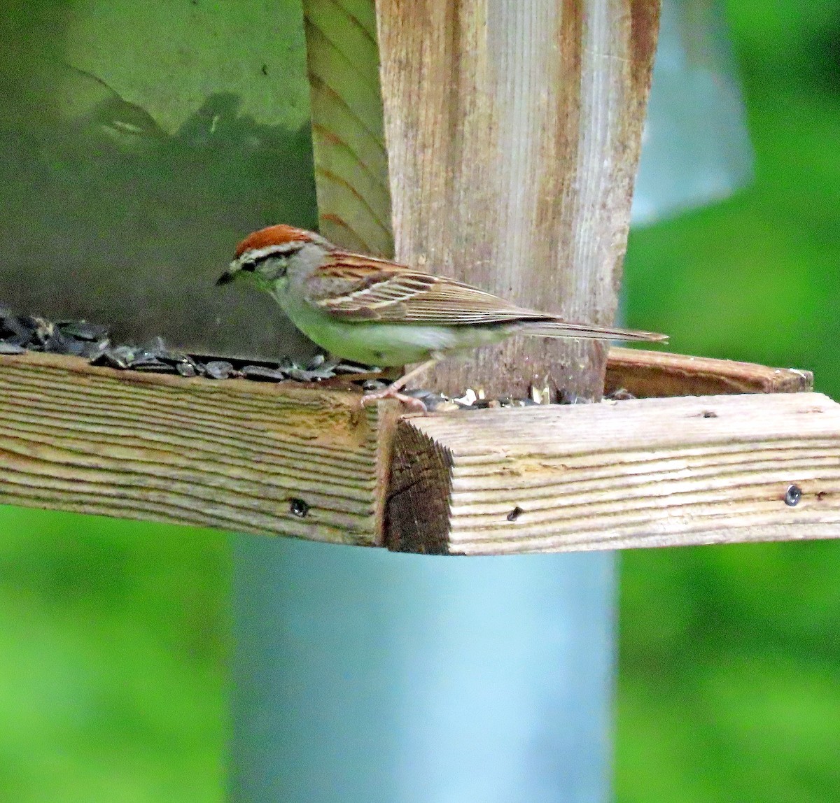 Chipping Sparrow - ML592678001